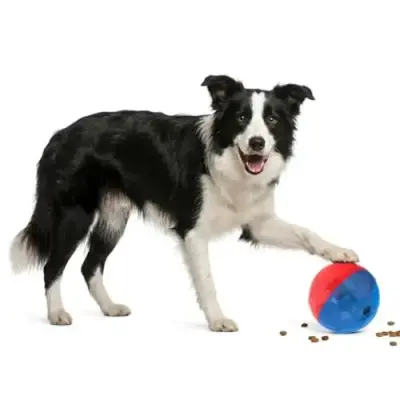 Pet Games PetBall